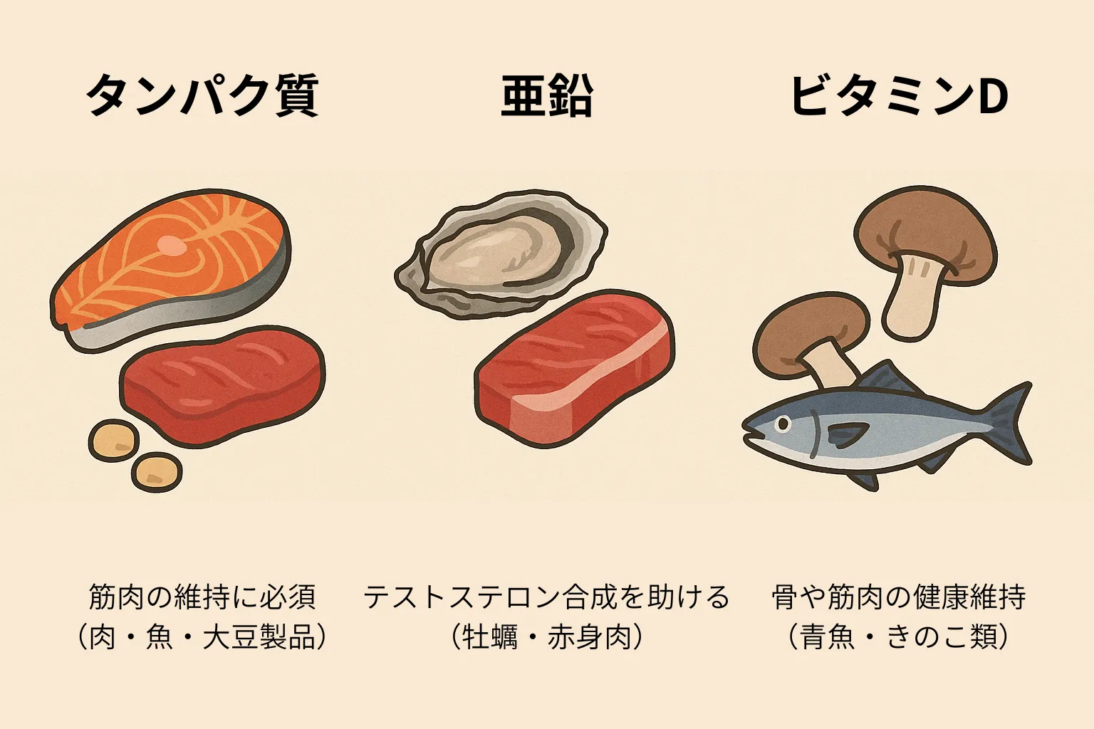 タンパク質・亜鉛・ビタミンDを解説する横長イラスト。肉・魚・大豆製品、牡蠣・赤身肉、青魚・きのこ類の食品イラストとともに筋肉維持・テストステロン合成・骨と筋肉の健康維持の効果を示す図解。